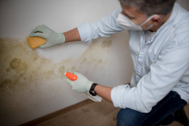 Best Residential Mold Remediation in Cleves, OH