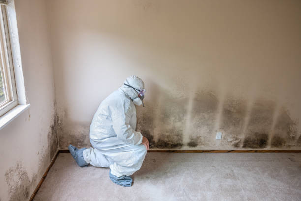 Best Commercial Mold Remediation in Cleves, OH