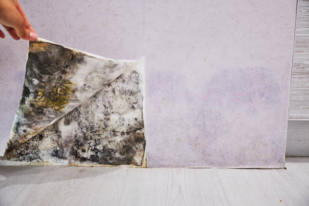 Best Attic Mold Remediation in Cleves, OH